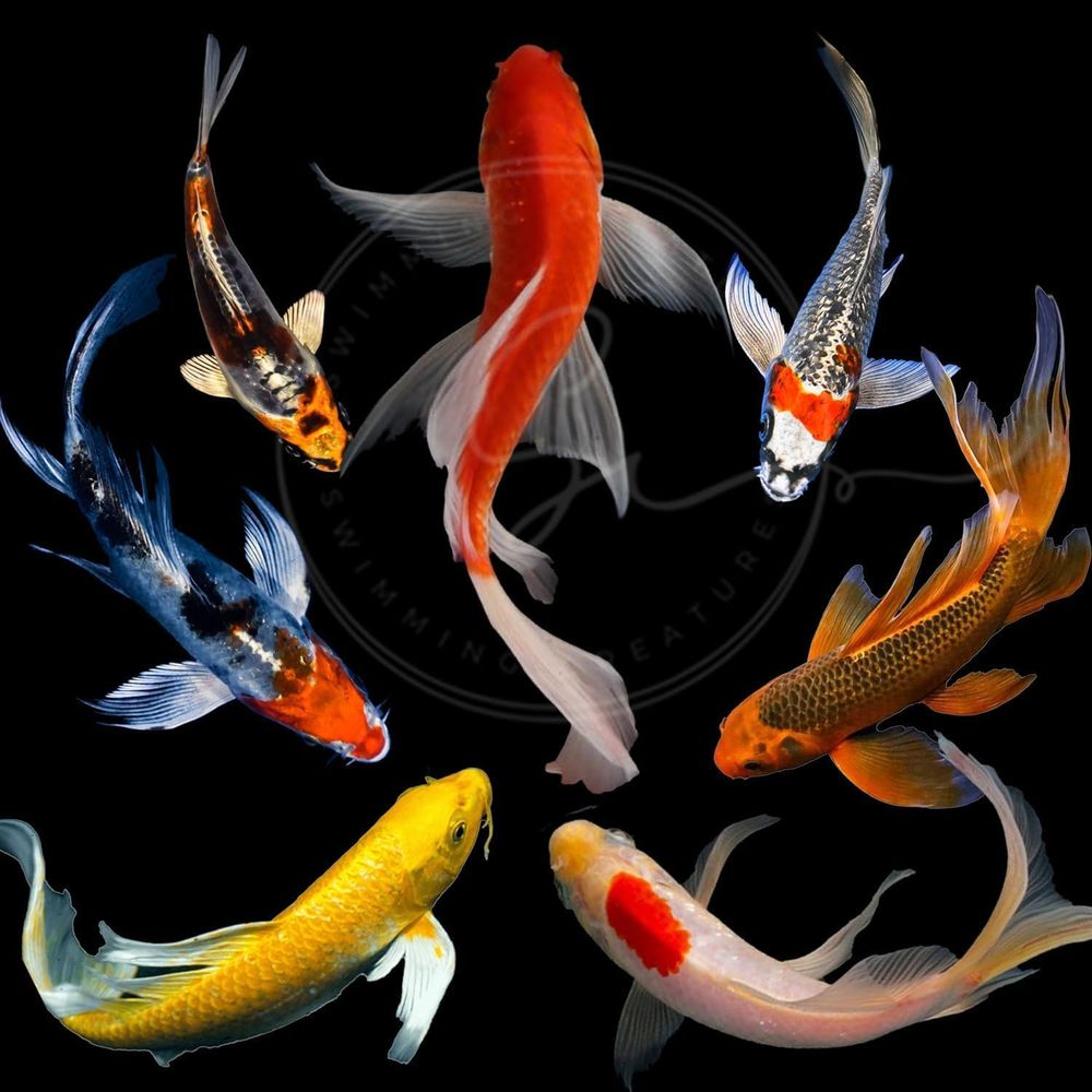 Aquarium Fish Live - Diverse kleuren levende Koi vissen voor