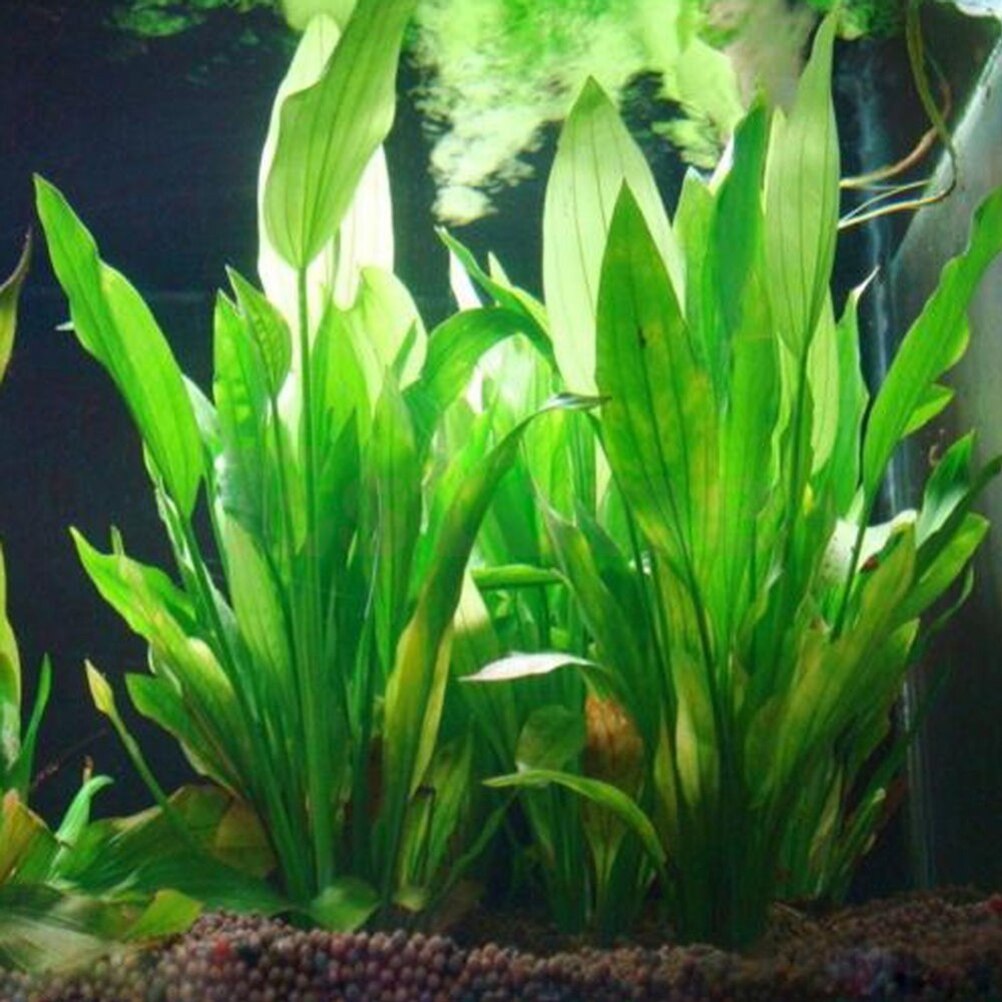 Aquarium Fish For Sale Online - 15 cm Kunstmatige Aquarium Decor Planten