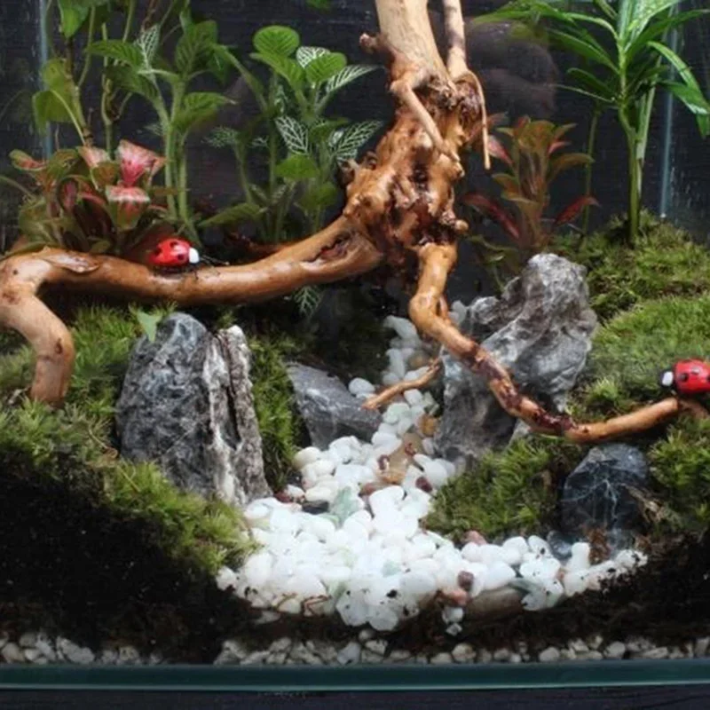 Natuurlijke Boomstam Drijfhout - Aquarium Fish For Sale Online recensie en prijs