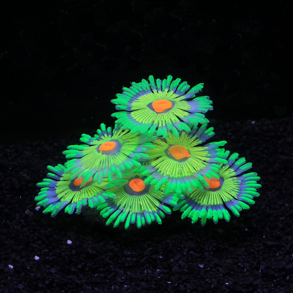 Gloeiende zachte aquariumdecor - Aquarium Fish For Sale Online recensie en prijs