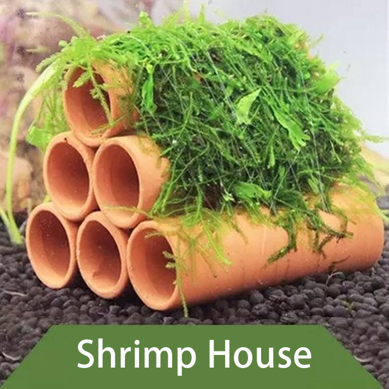 Klei Aquarium Decoratie Vis Ga - Aquarium Fish For Sale Online recensie en prijs