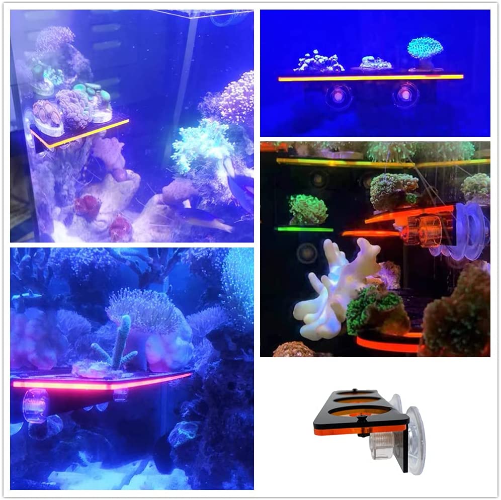Fluorescerend Koraal Frag Plug - Aquarium Fish For Sale Online recensie en prijs